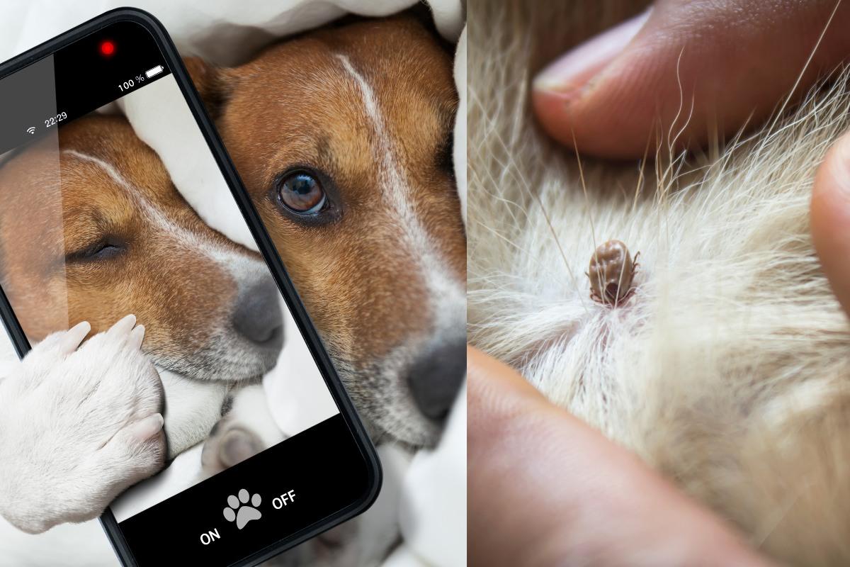 Kaip aptikti erkę ant šuns telefonu: paprastas triukas su iPhone