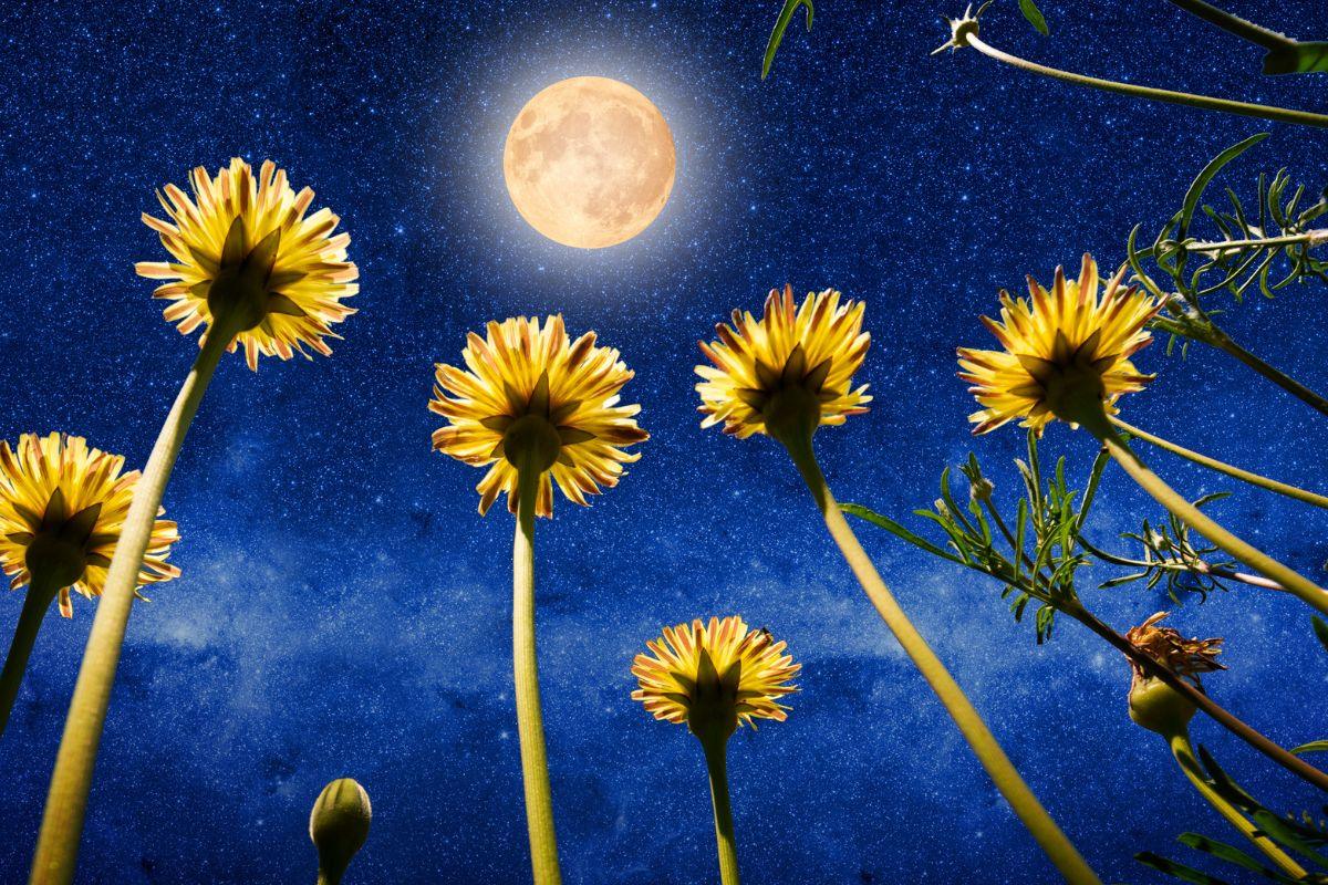 Gėlių pilnatis 2025: ką žada gegužės pilnatis ir kaip ji paveiks Zodiako ženklus