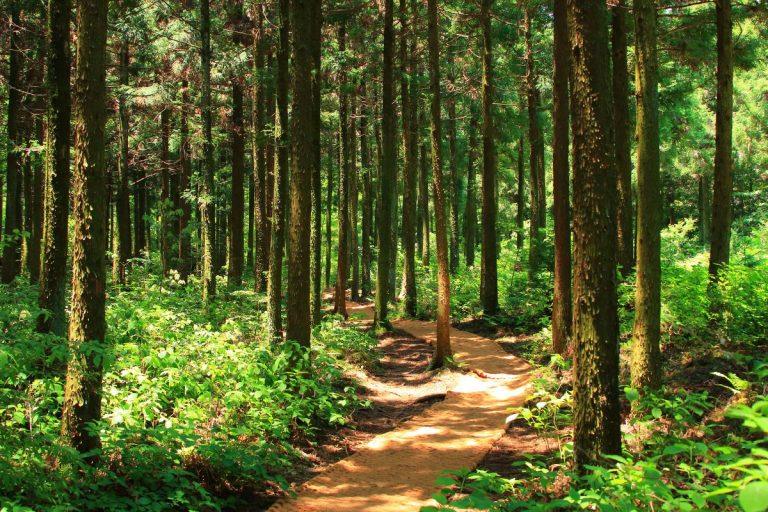 Viešvilės rezervatas – puiki vieta atostogauti Lietuvoje