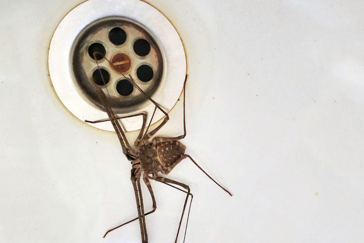 Kaip atsikratyti vorų vonioje: natūralūs būdai be chemikalų