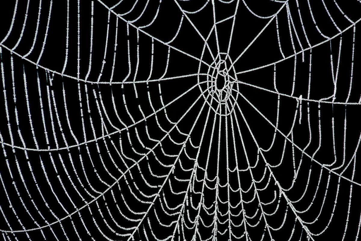 Voratinklis namuose: ką jis gali reikšti?