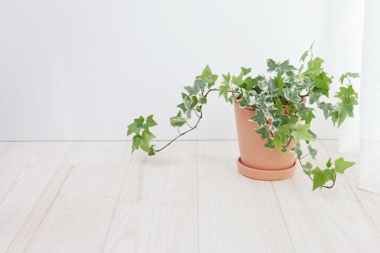 Angliškoji lypa (English ivy) mažina drėgmę