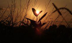 the sun is setting behind some tall grass