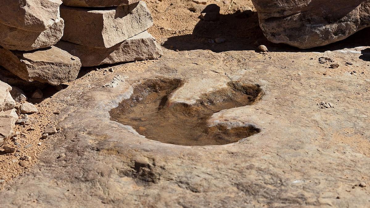 Didžiausias pasaulyje dinozaurų pėdsakų laukas: beveik 18 tūkstančių žingsnių į praeitį