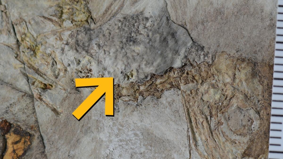Mįslė mokslininkams: priešistorinis paukštis užspringo 800 akmenų, kas slypi už šios mirties?