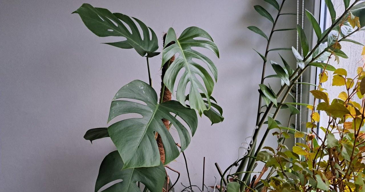 Ką apie jus „sako“ monstera: dėmės ant lapų ir negrįžtami pokyčiai