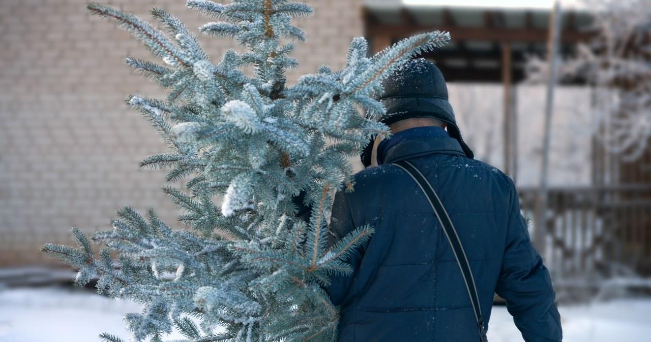 Ar galima nusikirsti kalėdinę eglutę savo sklype? Klaida, kuri gali brangiai kainuoti, štai taisyklės