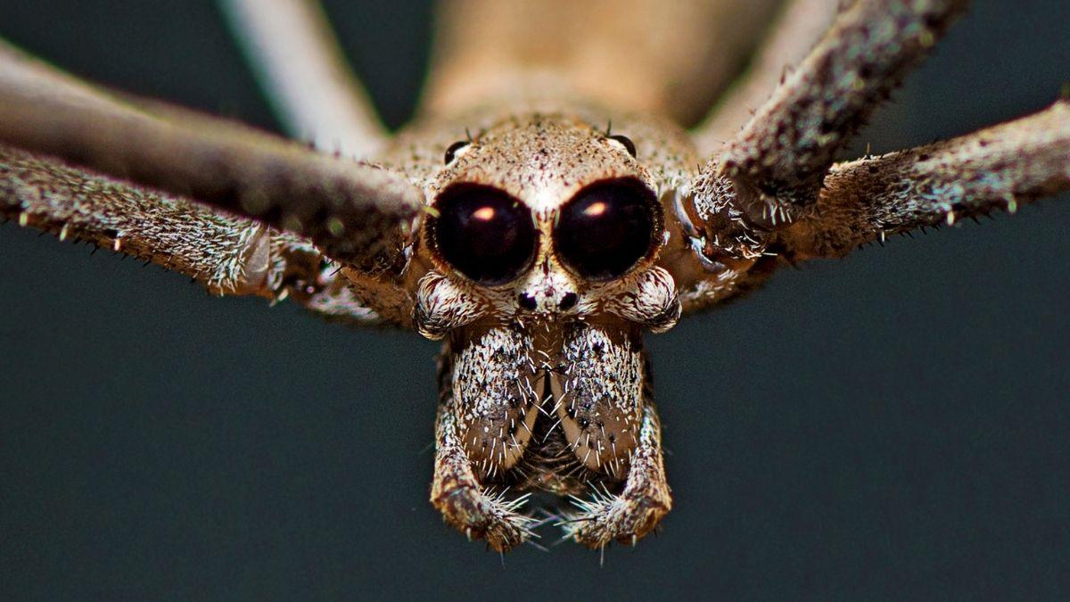 Stulbinantis kadras atskleidžia didžiulę paslaptį, sužinokite, ką slepia pasaulį stebinčio voro tinklas