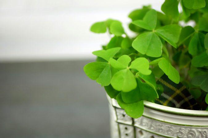 a close up of a potted plant with green leaves
