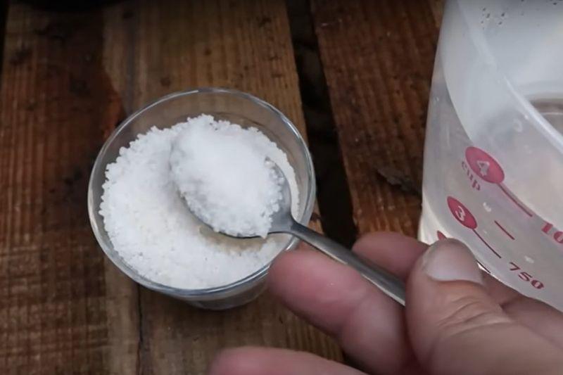 Nawóz przyspieszający wzrost zrobisz z mocznika. Fot. YouTube/LoucosdasPlantas