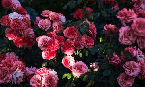 Rožės sode: kaip jos mažina stresą ir kuria jūsų jėgos vietą