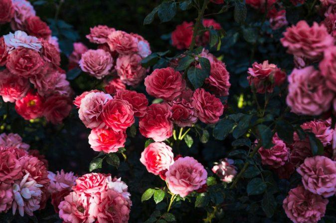 Rožės sode: kaip jos mažina stresą ir kuria jūsų jėgos vietą