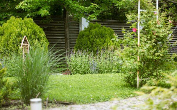 Kaip įsirengti žalią gyvatvorę vietoje tvoros? Augalų pasirinkimas ir priežiūra Lietuvos sąlygomis